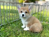 Anne Altından Pembroke Welsh Corgi Yavrular
