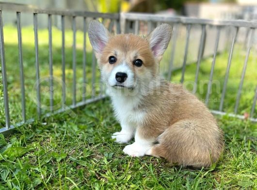 Anne Altından Pembroke Welsh Corgi Yavrular görsel