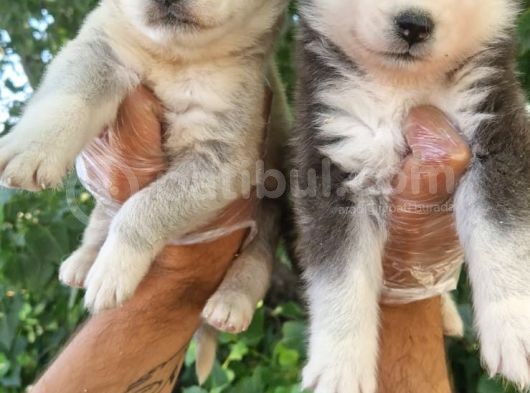 Dişi Husky Yavrularımız görsel