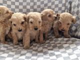 Maltipoo Yavrular
