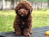 ÇİKOLATA TOY POODLE YAVRULAR