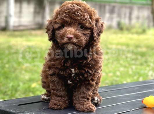 Çi̇kolata Toy Poodle Yavrular