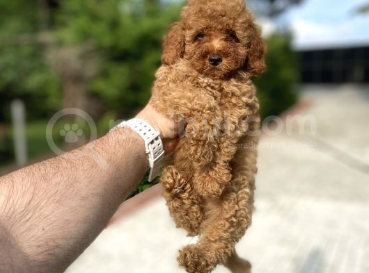 Red Di̇şi̇ Toy Poodle Bebekler A Kali̇te
