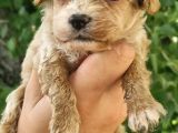 Cavapoo yavrular