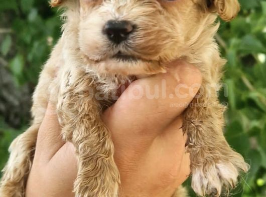 Cavapoo Yavrular