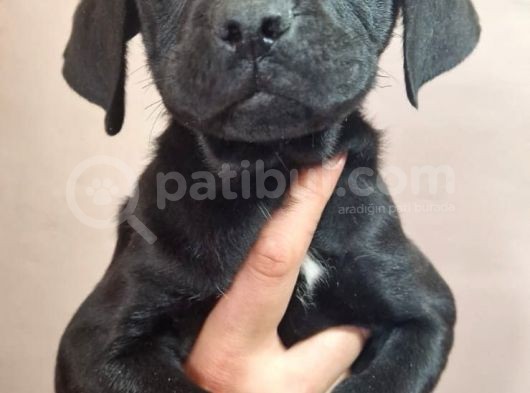 Siyah Dişi Cane Corsa Yavru görsel