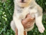 Dişi Husky Yavrularımız