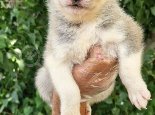 Dişi Husky Yavrularımız görsel
