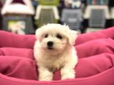 ORİJİNAL MALTESE YAVRULARI VONALP GÜVENCESİYLE