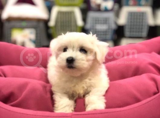 Ori̇ji̇nal Maltese Yavrulari Vonalp Güvencesi̇yle