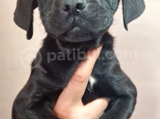 Siyah Dişi Cane Corsa Yavru görsel