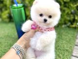 A Kalite Pomerian Yavrularımız Dişi Ve Erkek