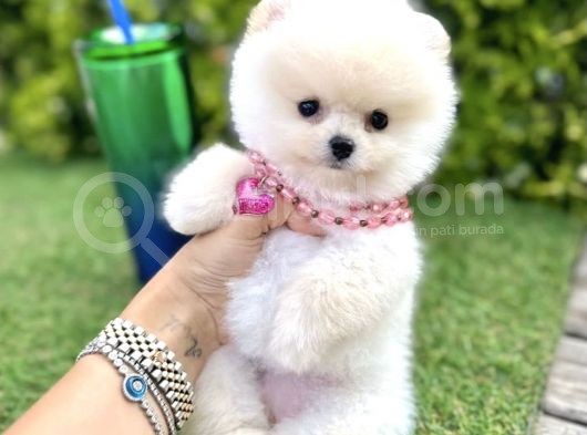 A Kalite Pomerian Yavrularımız Dişi Ve Erkek görsel
