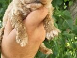Cavapoo Yavrular