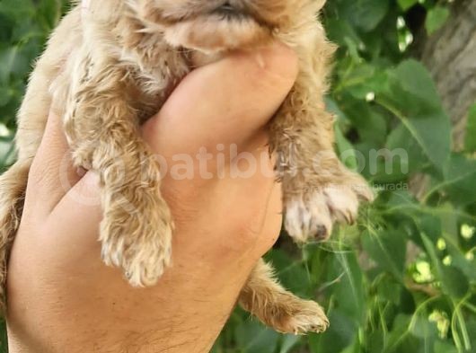 Cavapoo Yavrular görsel