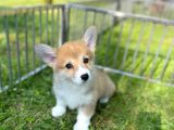 Anne Altından Pembroke Welsh Corgi Yavrular