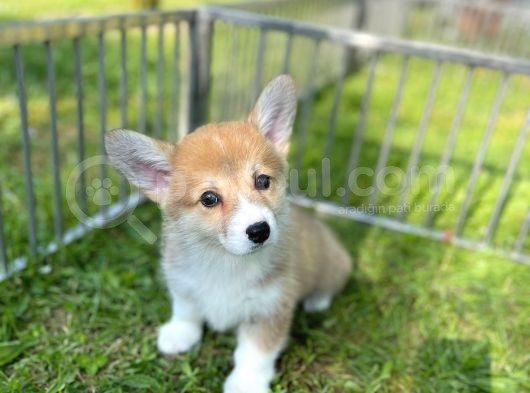 Anne Altından Pembroke Welsh Corgi Yavrular görsel