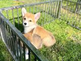 Anne Altından Pembroke Welsh Corgi Yavrular