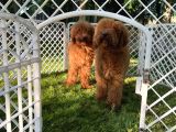 Standart poodle yavrular