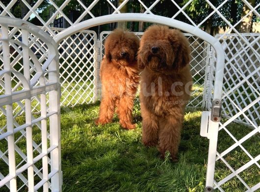 Standart Poodle Yavrular