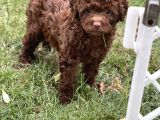 Çi̇kolata Toy Poodle Yavrular