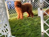Standart Poodle Yavrular