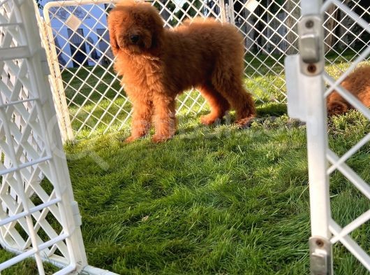 Standart Poodle Yavrular görsel