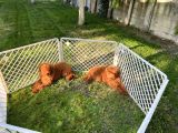 Standart Poodle Yavrular
