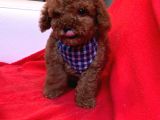 Red Brown Poodle Yavrularımız Dişi Ve Erkek