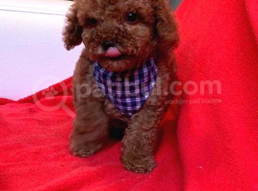 Red Brown Poodle Yavrularımız Dişi Ve Erkek görsel