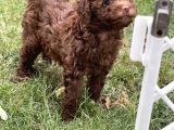 Çi̇kolata Toy Poodle Yavrular