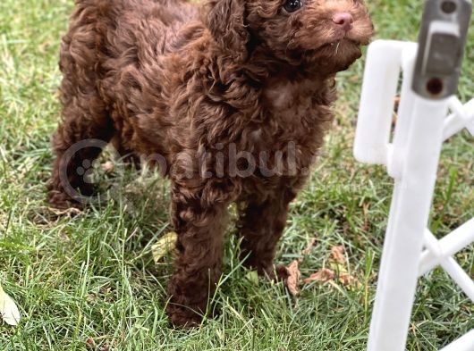 Çi̇kolata Toy Poodle Yavrular görsel