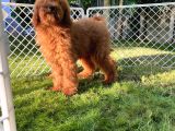 Standart Poodle Yavrular