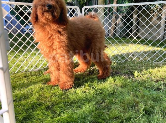 Standart Poodle Yavrular görsel