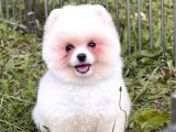 4 Aylık Pomeranian Boo