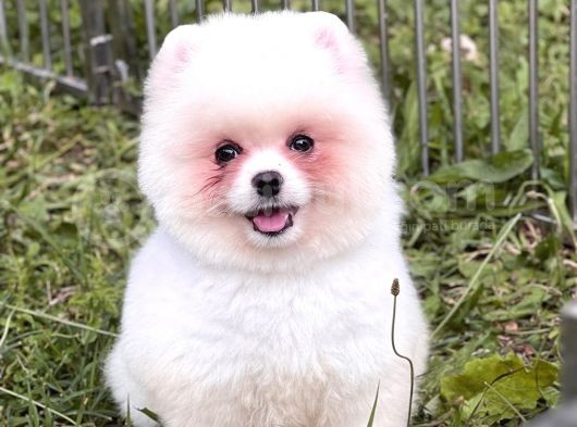 4 Aylık Pomeranian Boo