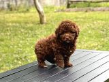 Çi̇kolata Toy Poodle Yavrular