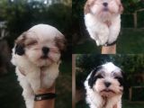 Sıfır numara harika kaliteli shihtzu