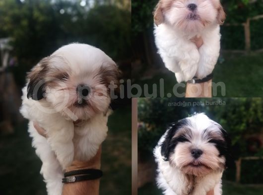 Sıfır Numara Harika Kaliteli Shihtzu