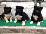 Minik Pandalar Son İki Bebek