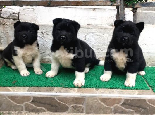 Minik Pandalar Son İki Bebek görsel