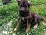 K9 Bebeklerimiz Sizleri Bekliyor