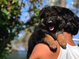 K9 Bebeklerimiz Sizleri Bekliyor