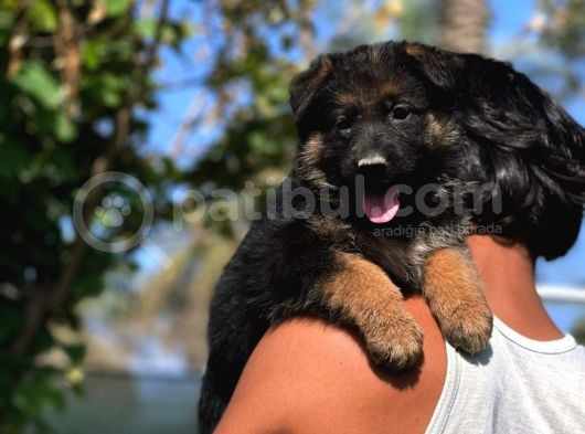 K9 Bebeklerimiz Sizleri Bekliyor görsel