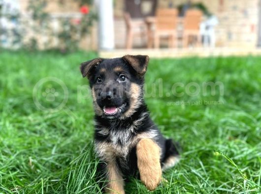 K9 Bebeklerimiz Sizleri Bekliyor