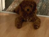 4 Aylık Safkan Toy Poodle