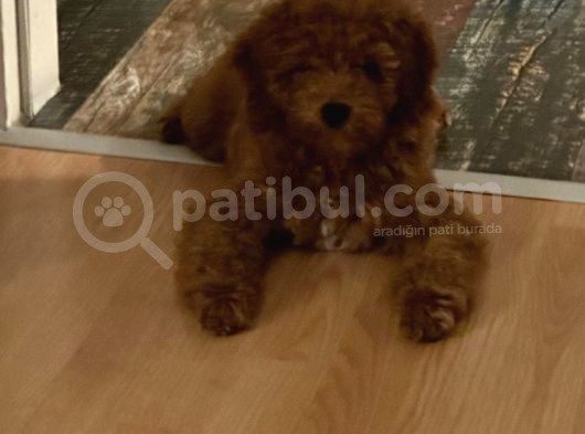 4 Aylık Safkan Toy Poodle görsel