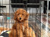 4 Aylık safkan toy poodle