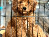 4 Aylık Safkan Toy Poodle