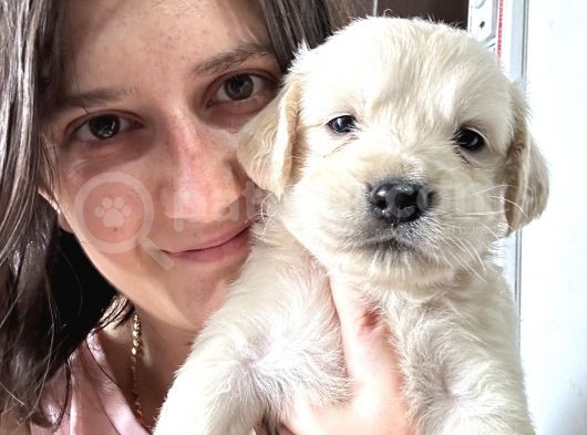 Golden Bebekler Bursa Köpek Okulu görsel